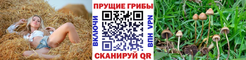 Галлюциногенные грибы GOLDEN TEACHER  Купить  Благовещенск